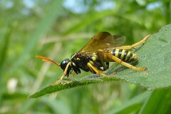 Tenthredo scrophulariae