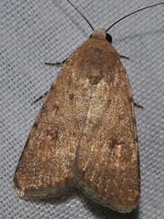 Caradrina flava