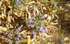Scaevola browniana