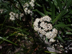 Ozothamnus argophyllus
