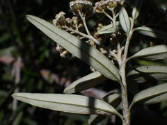 Ozothamnus argophyllus