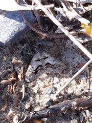 Dichromodes atrosignata