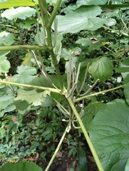 Piper umbellatum