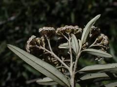 Ozothamnus argophyllus