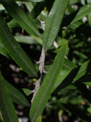 Ozothamnus argophyllus