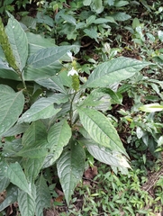 Ecbolium