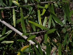 Ozothamnus argophyllus