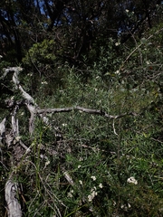 Ozothamnus argophyllus