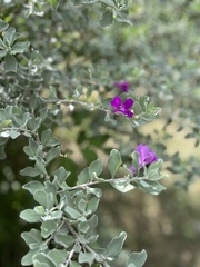 Leucophyllum frutescens