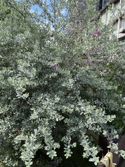 Leucophyllum frutescens