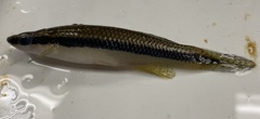 Fundulus olivaceus