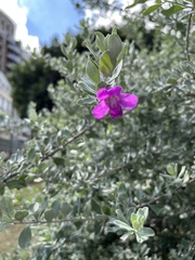 Leucophyllum frutescens