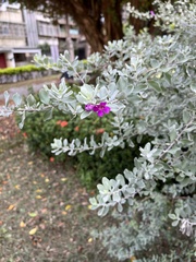 Leucophyllum frutescens