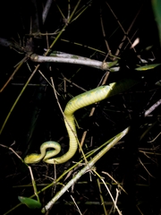 Craspedocephalus gramineus