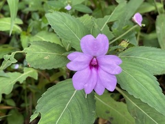 Impatiens platypetala