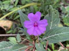 Impatiens platypetala