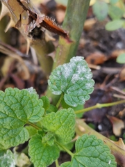 Neoerysiphe galeopsidis