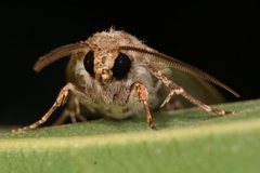 Agrotis