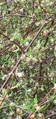 Olearia lineata