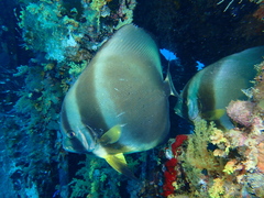 Platax orbicularis