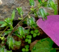 Perilla frutescens