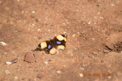 Junonia hierta cebrene