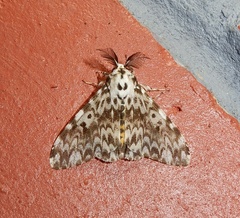 Lymantria fuliginosa