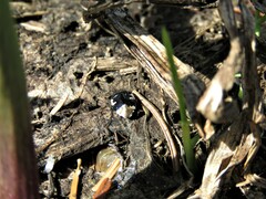 Tritomegas bicolor
