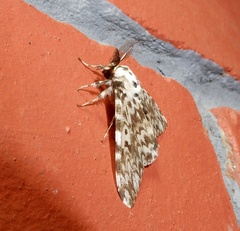 Lymantria fuliginosa