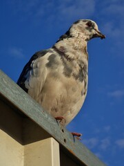 Columba livia domestica