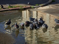 Columba livia domestica
