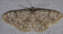 Scopula submutata