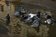 Columba livia domestica