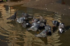 Columba livia domestica