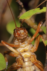 Hemideina crassidens