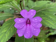 Impatiens platypetala