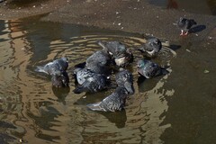 Columba livia domestica