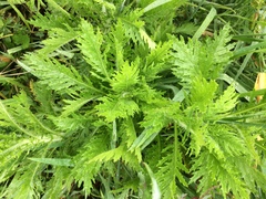 Senecio esleri