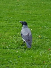 Corvus cornix