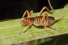 Hemideina crassidens