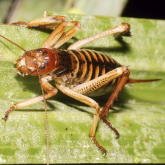 Hemideina crassidens