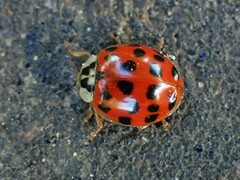 Harmonia axyridis