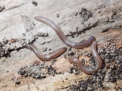 Cylindroiulus punctatus