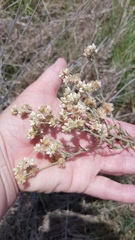 Pseudognaphalium undulatum