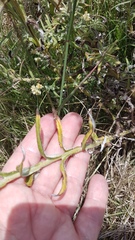 Pseudognaphalium undulatum