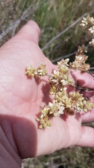 Pseudognaphalium undulatum