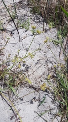 Torilis arvensis