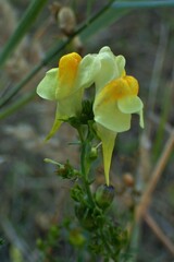 Linaria vulgaris