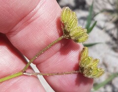 Torilis arvensis