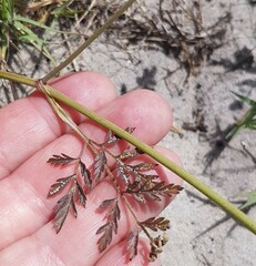 Torilis arvensis